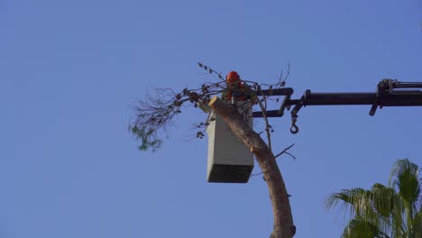 trabajador cortando un árbol con una motosierra en la ciudad, repara después de la tormenta en blanes