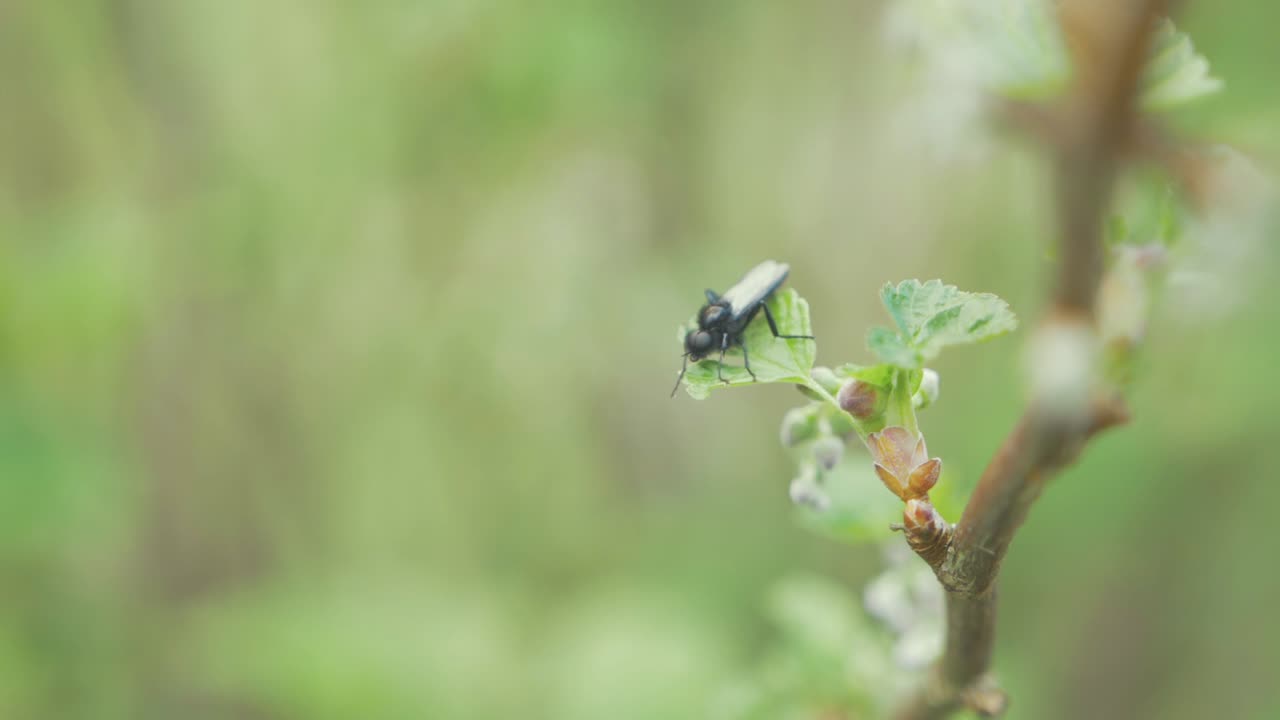 검은 딸기 식물 잎에 검은 파리와 비행
