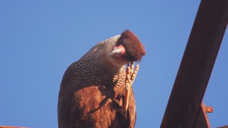 closeup portrait of a preening crested caracara using its talons to scratch its head , blue sky