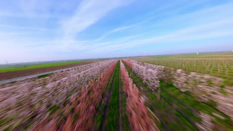 drone sobrevuela árboles de huerto de albaricoques en flor en la primavera