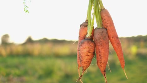 freshly picked carrots from the field in the hands of a worker freshly picked carrots from the field in the hands of a worker organic vegetables the concept of vegetarianism