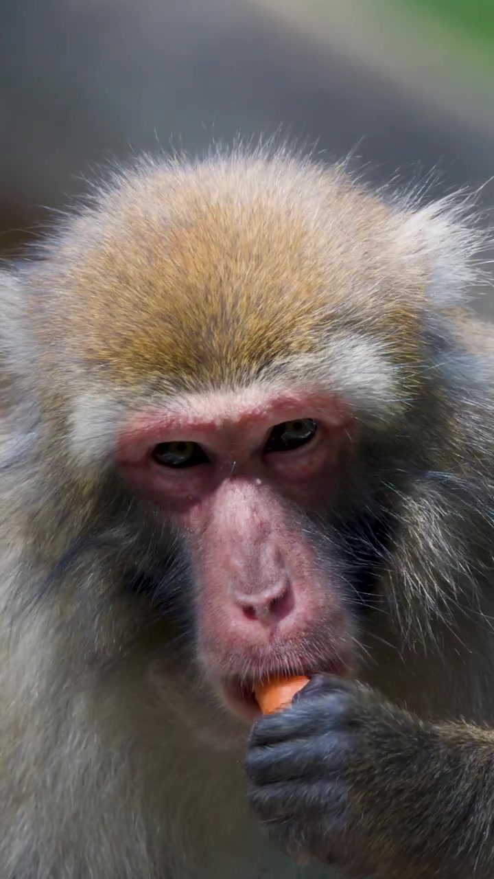 Rhesus macaque sits on log, eating fruit in daylight, close-up, natural outdoor wildlife setting