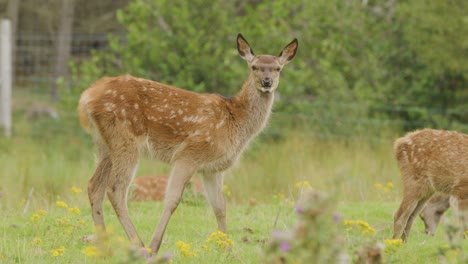 a red deer fawn stands alert and grazes in a lush highland meadow, captured in soft natural daylight with a steady, medium-wide shot
