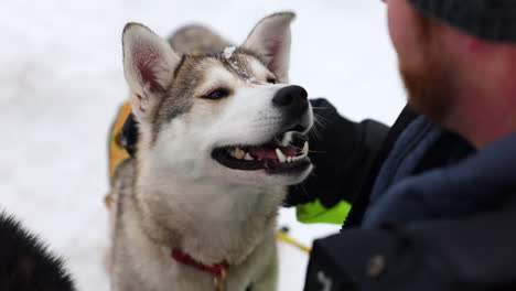 a man petting a very happy alaskan husky sled dog, close up