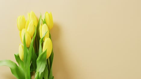 Video-Von-Gelben-Tulpen-Mit-Kopierraum-Auf-Gelbem-Hintergrund