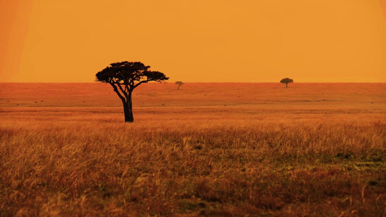 En fantastisk filmatisk landskapsutsikt som fanger et klassisk ensomt akasietre i silhuett mot en dramatisk, flammende oransje og gyllen solnedgangshimmel på den afrikanske savannen.
