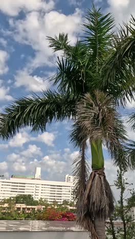 palm tree moving with the wind against city backdrop