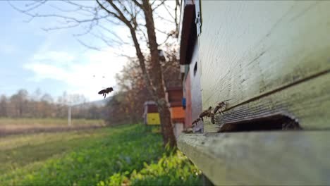 bees fly in and out from beehive in slow motion