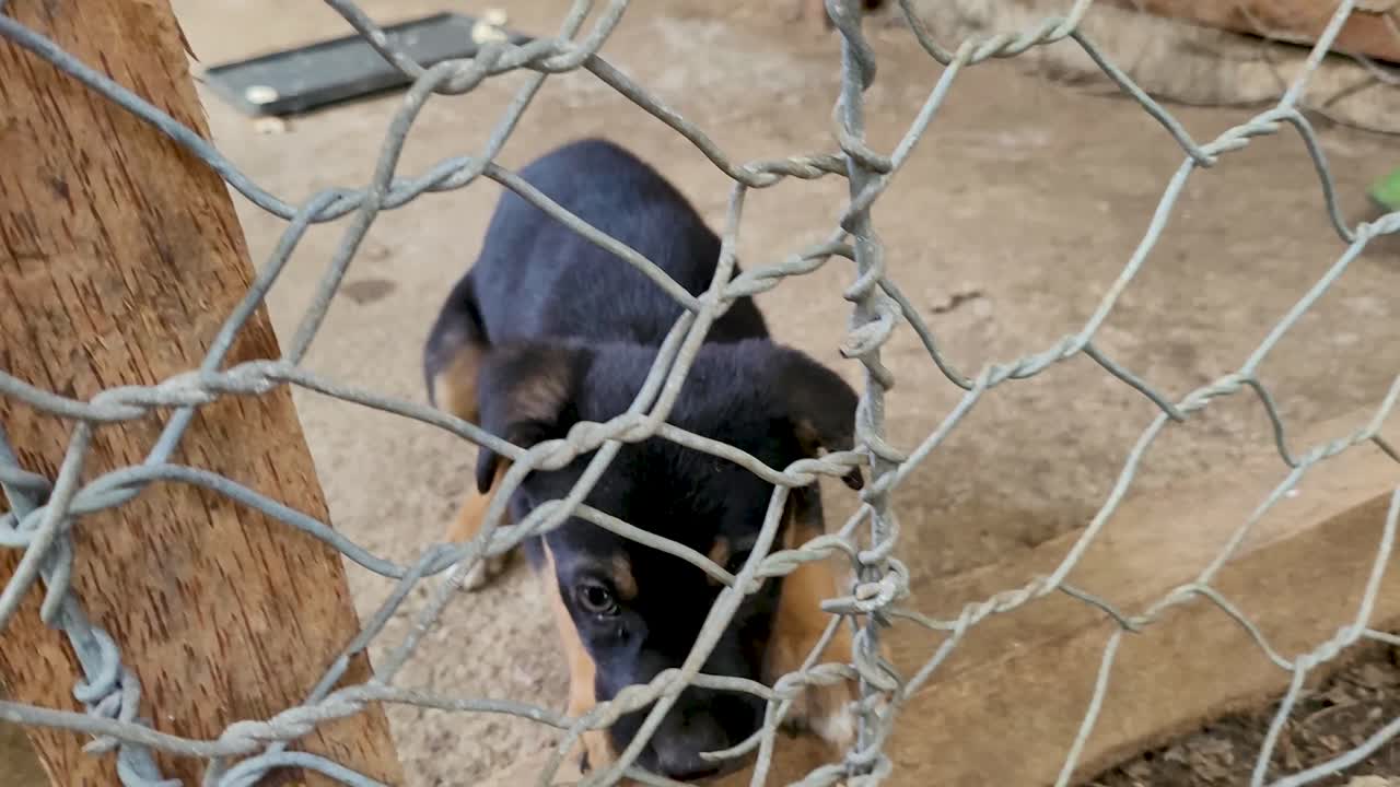 Puppy asking for pets behind metal fence and laying down, cute young dog