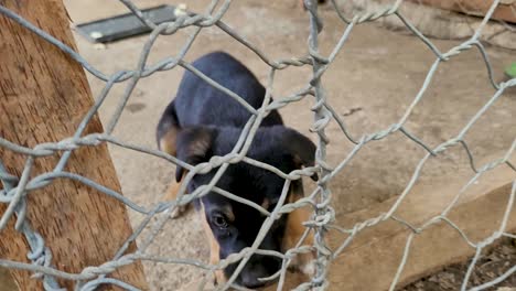 puppy asking for pets behind metal fence and laying down, cute young dog