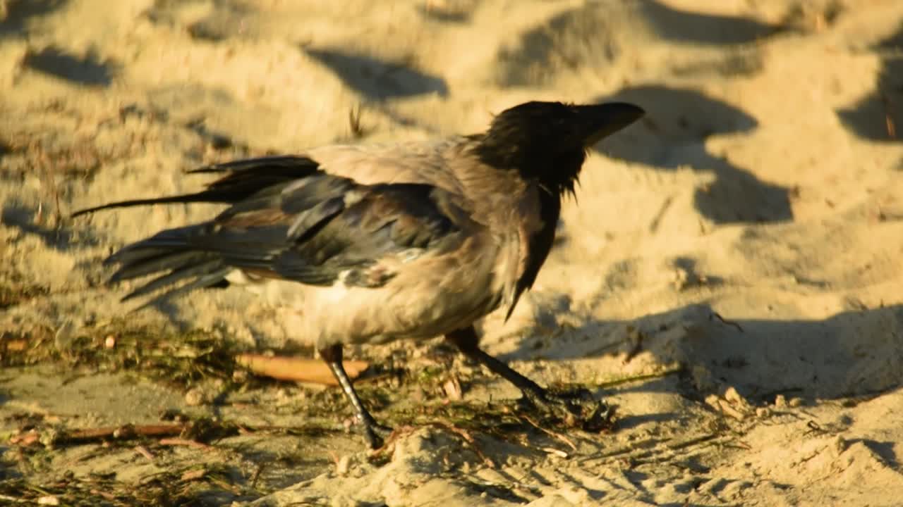 cuervo encapuchado caminando por una playa de arena, rodeado de luz solar natural y escombros esparcidos, mostrando el hábitat natural del pájaro