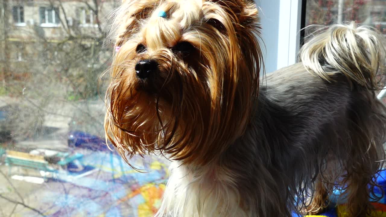Yorkshire terrier sullo sfondo di una finestra