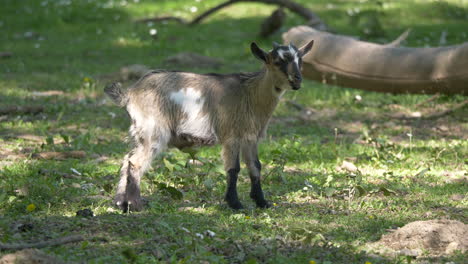 close up of sweet goat standing on rural pasture and shouting,looking for mother