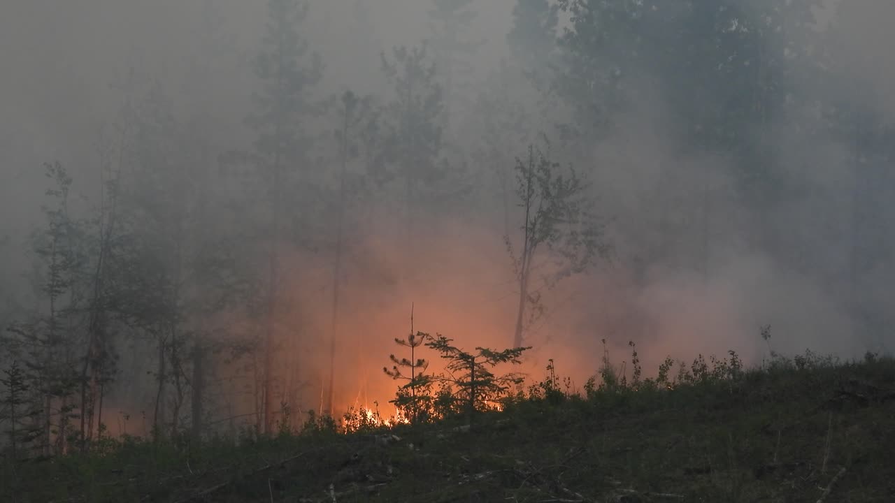 Il fumo si innalza nel cielo mentre l'incendio boschivo brucia lungo il sottobosco in Alberta, Canada.