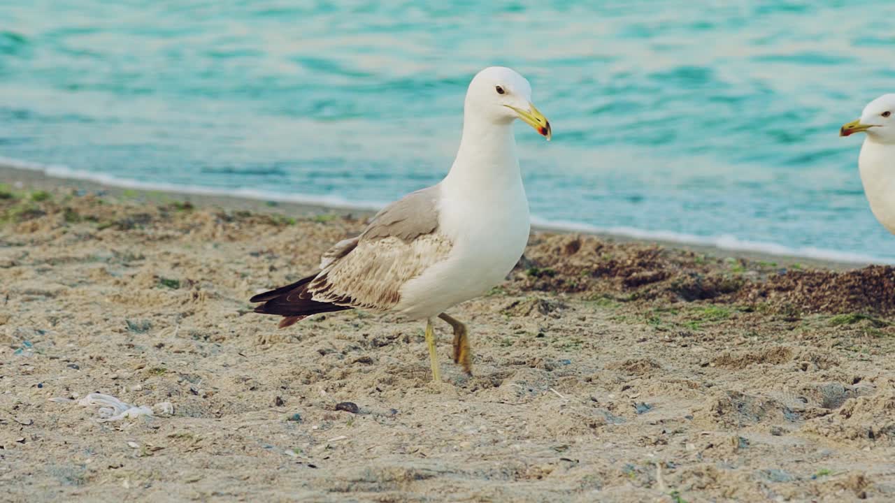 adult seagull is walking along the shore and driving away another seagull from herself on the background of the sea in the summer. Slow motion
