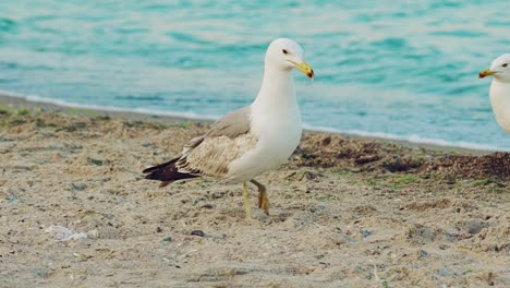 adult seagull is walking along the shore and driving away another seagull from herself on the background of the sea in the summer. slow motion