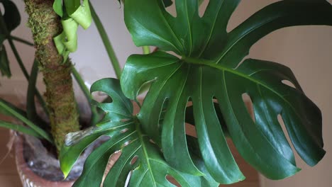 primer plano de la planta de monstera deliciosa