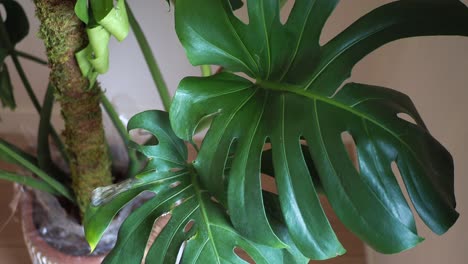 close-up of monstera deliciosa plant