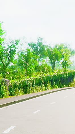 curved road through lush greenery