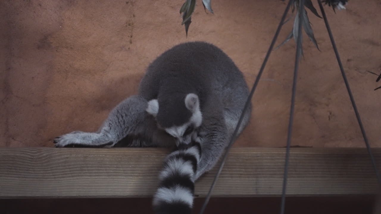 Lemur animal cleaning itself, front view