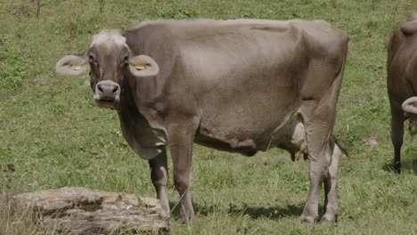 Mountain-cattle-live-in-an-healthy-and-natural-environment