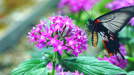 butterfly eat nectar slow-motion