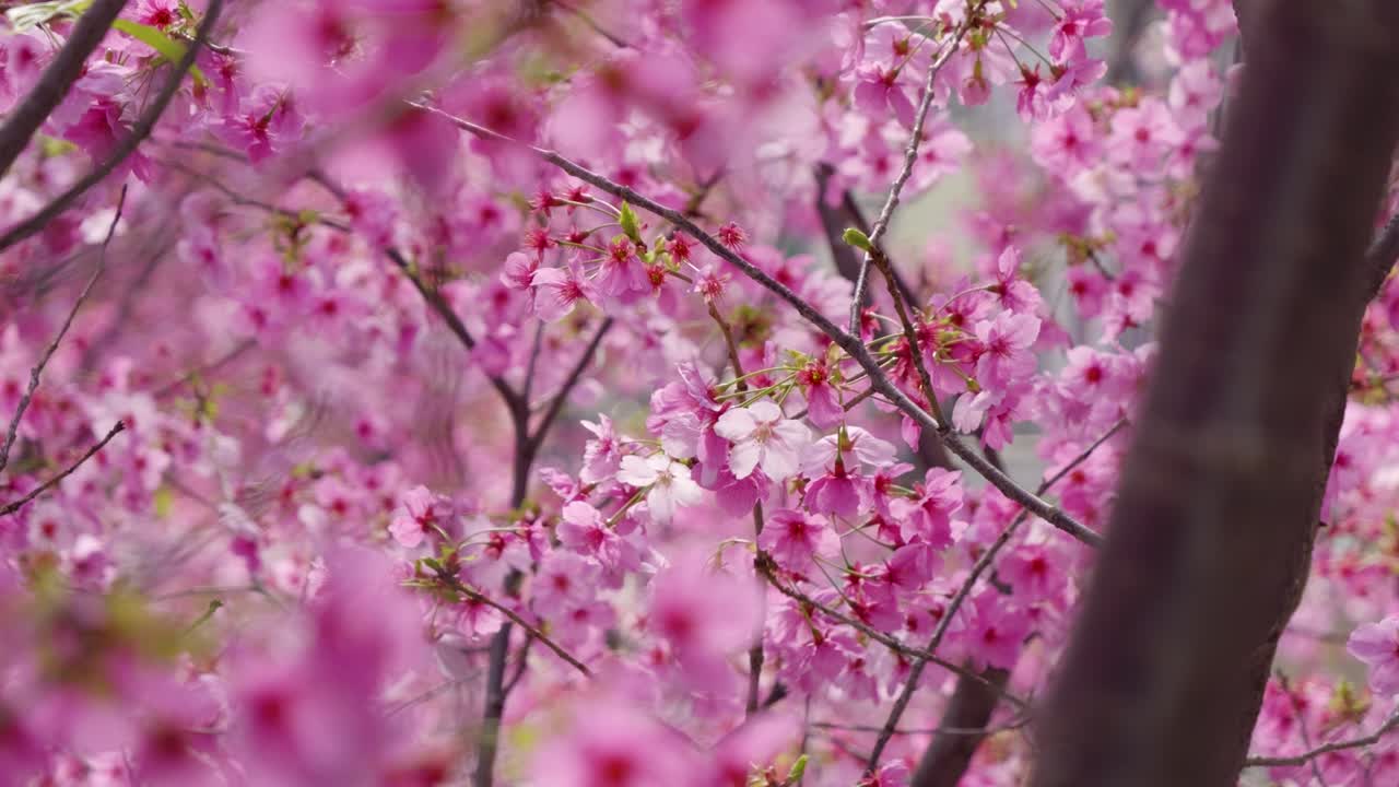 Stunning Kawazu Sakura tree in vibrant pink close up