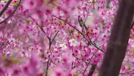 stunning kawazu sakura tree in vibrant pink close up