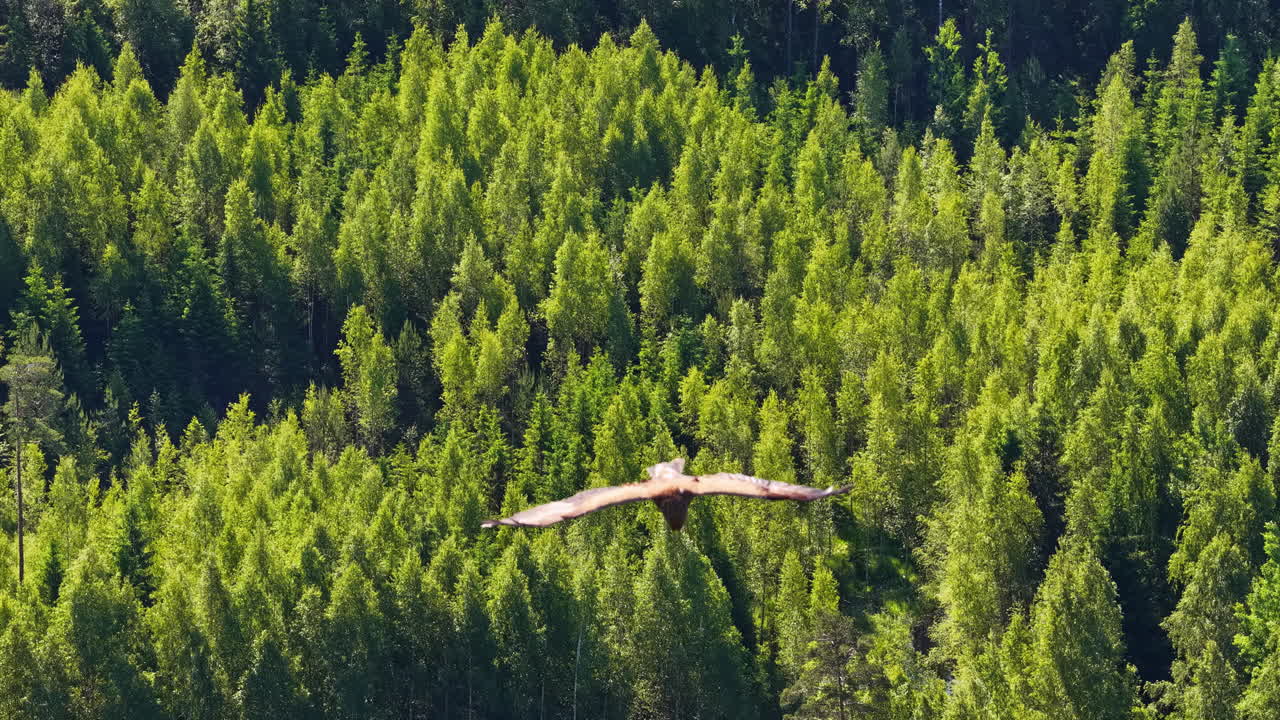 A soaring eagle captured in an aerial tracking shot glides gracefully above dense Latvian forests on a bright summer day