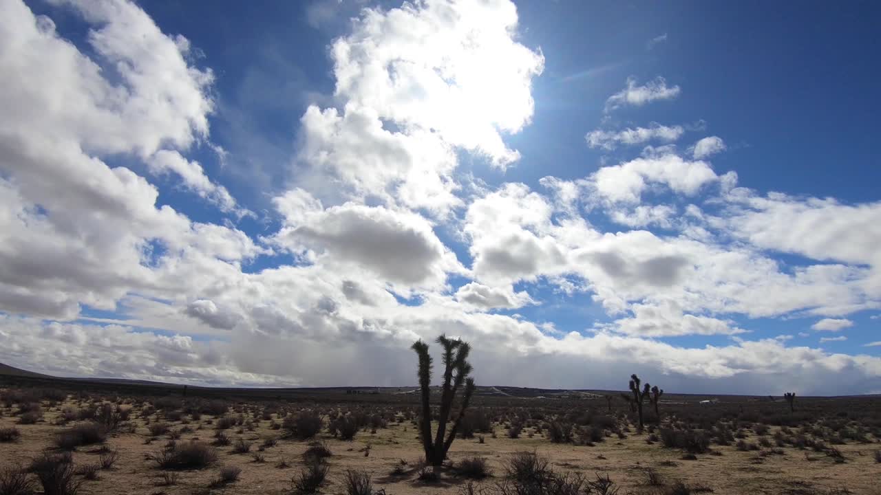 plano general del lapso de tiempo del árbol de joshua en el desierto de mojave