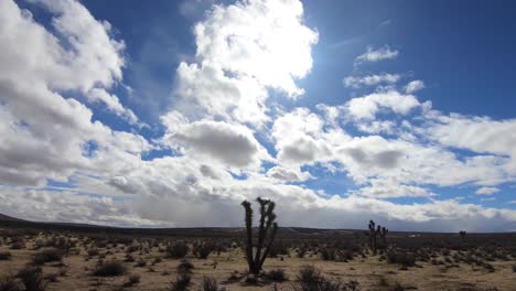 Weitwinkelaufnahme-Von-Joshua-Tree-Im-Zeitraffer-In-Der-Mojave-Wüste