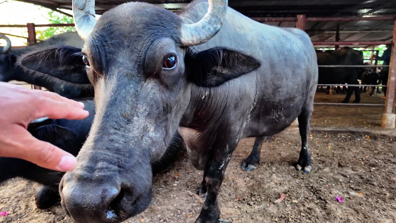 Farmer's Hand Touching a Buffalo's Face, Showing Rural Synergy