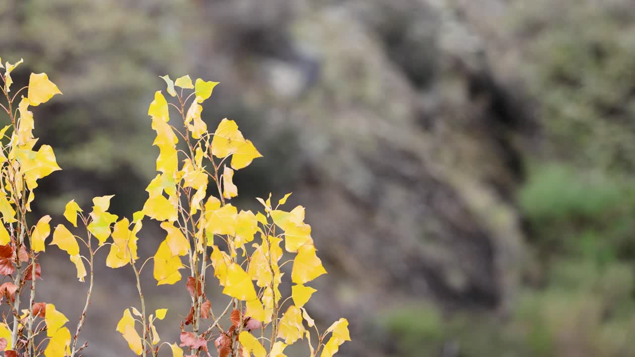 Yellow autumn leaves sway against a blurred natural background, creating a serene and tranquil atmosphere