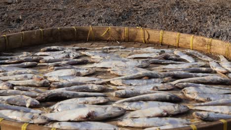 Fisch-In-Der-Sonne-Trocknen