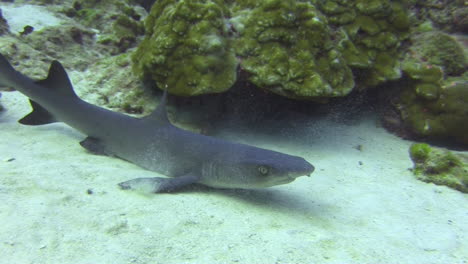 white-tip reef shark resting in the sand