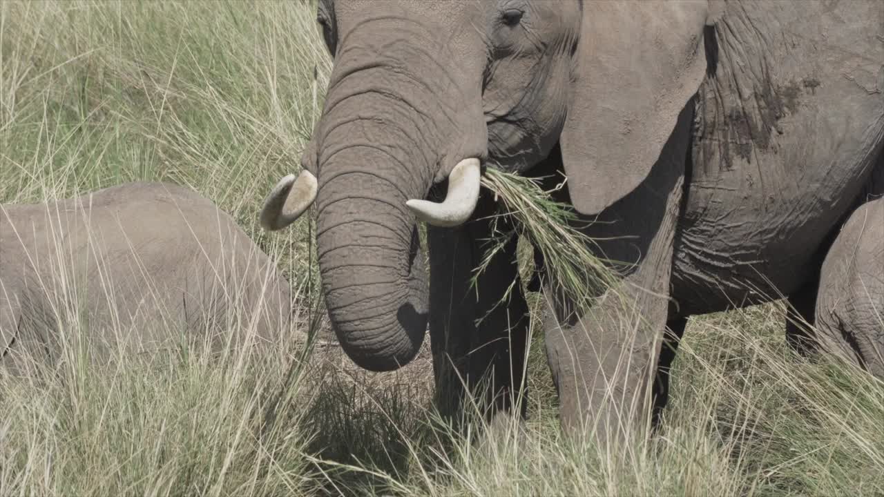 elefante comiendo hierba en masai mara, kenia, áfrica