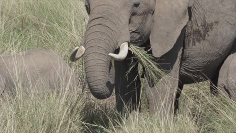 elephant eating grass in masai mara, kenya, africa