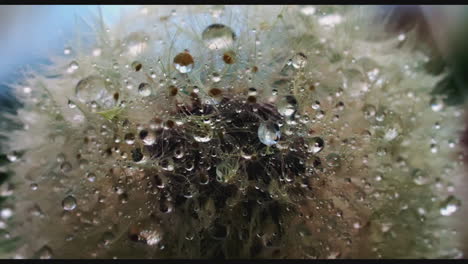 close-up of a dandelion with water droplets