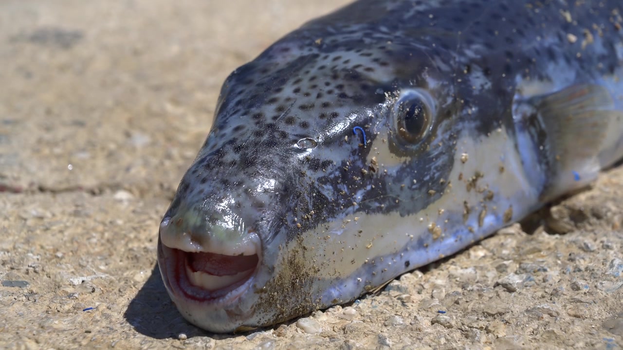 Primo piano di un pesce palla adagiato su una superficie di cemento