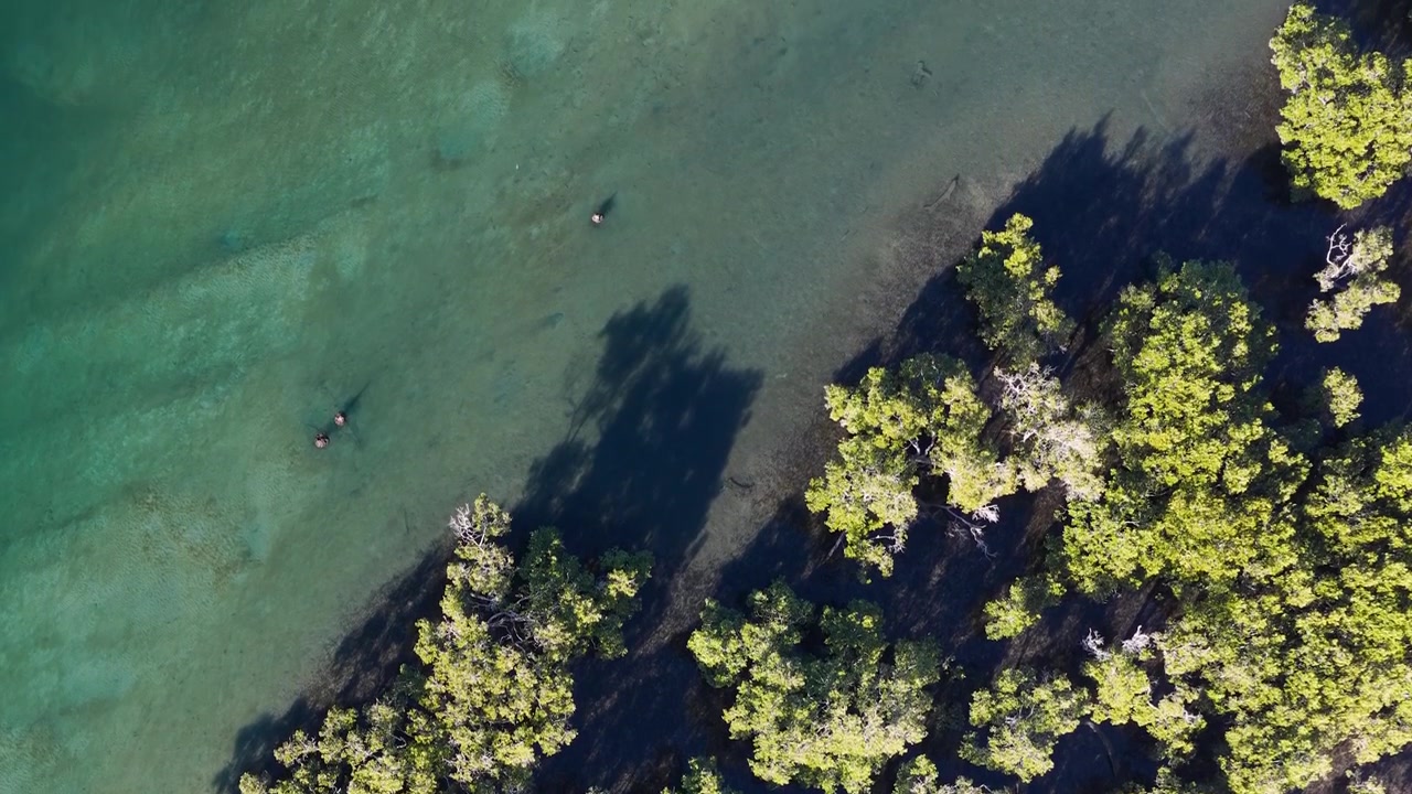 Vista aerea di una foresta di mangrovie e acque costiere limpide