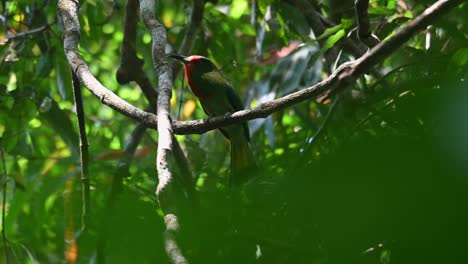 abejaruco de barba roja nyctyornis amictus, parque nacional kaeng krachan, tailandia, visto posado en una enredadera como se ve desde abajo llamando y cantando en la jungla