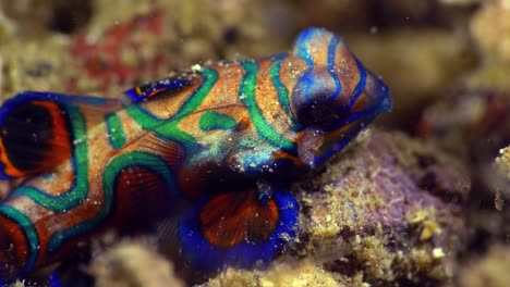 Apareamiento-Pez-Mandarín-Bebé-Lembeh-Indonesia-4k-25fps