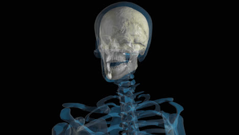 human skeleton rotating with close-up of skull