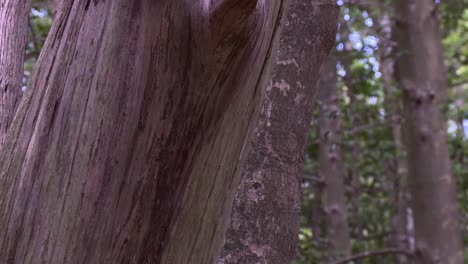 details of a tree trunks with purple color barks