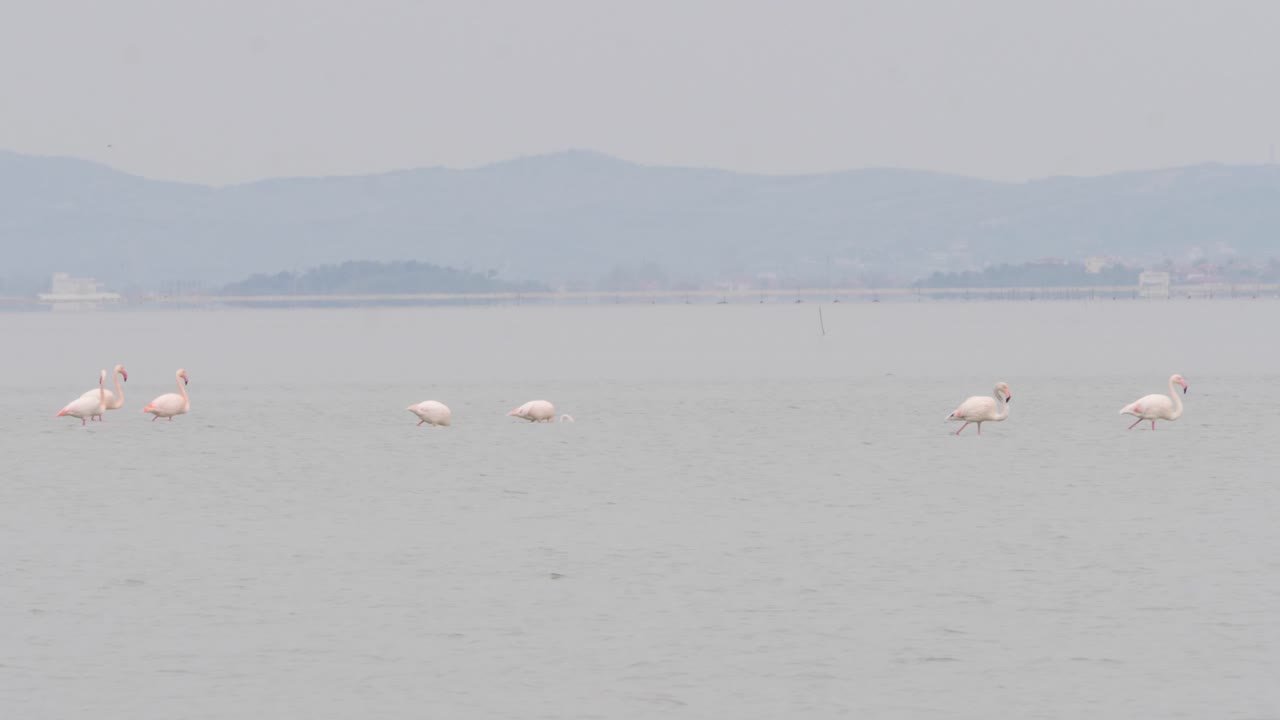 아름다운 해양 풍경 에서 헤엄치는 플라밍고, 야생 이주 새 들