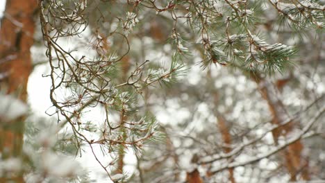 Snowy-pine-tree-branches-in-forest-area,-close-up-motion-view