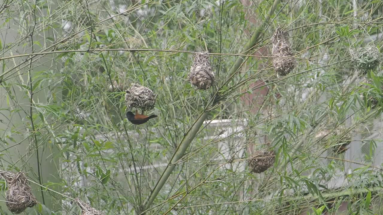 Small Bird Hanging from its Intricate Nest in a Green Tree