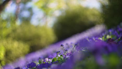hermoso campo de flores rosas y violetas en primavera, en italia
