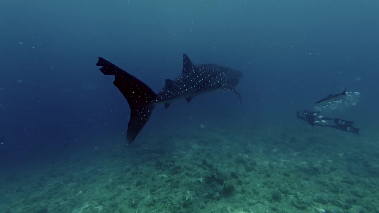 A scuba diver glides through the crystal‑clear waters of the Maldives, slowly closing in on a majestic whale shark.