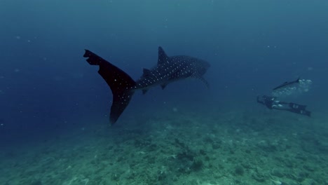 a scuba diver glides through the crystal‑clear waters of the maldives, slowly closing in on a majestic whale shark.